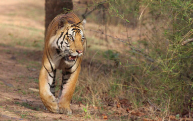 tiger in the jungle in India