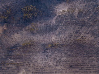 Drone view of burnt forest after the fire