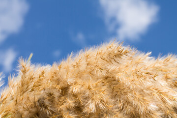 blue clear sky with the color of common reed close up