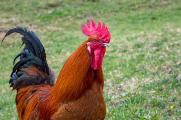 Hahn - Gockel - Bauernhof - freilaufend 