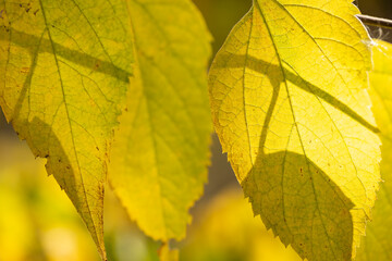Autumn leaves nature background. Autumn forest with leaves. Seasonal concept. Fallen leaves. 