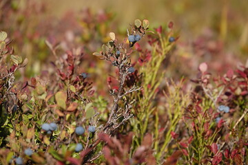 wonderful colors of bilberries with red leaves in autumn on the mountains on a sunny day