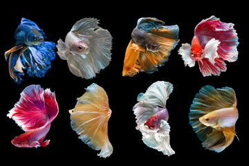 Set of Bettafish on black background.Capture the moving moment of siamese fighting fish isolated on black background