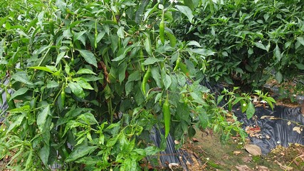 Red pepper field in Korean countryside