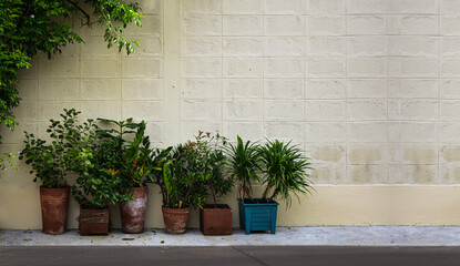 The plant pots are placed next to the large plants in front of the brick wall, arranged beautifully.