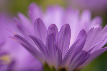 Macro Shot of Purple Flower