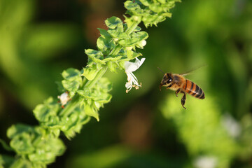 bee on a flower
