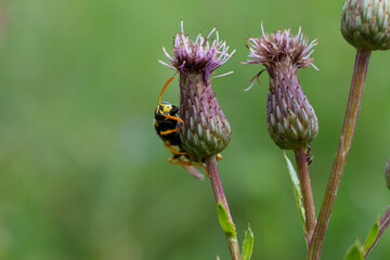 Paper wasp sitting on flower