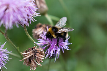 Bumblebee on flower