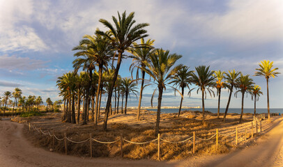 A sheltered palm grove on the coast behind a bay. In the background the port city of Torrevieja on the Spanish east coast in the evening shortly before sunset.