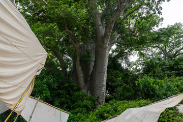A Giant baobab stands near the water on Pemba Island, Zanzibar. White Sails of Fisherman Dhow...