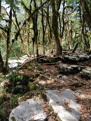stream in the forest