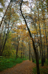 Bended autumn tree landscape background
