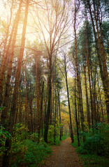 Obraz premium Light leak at autumn forest landscape background