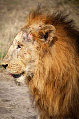 Fototapeta na wymiar portrait of a wounded lion in South Luangua National Park Zambia after fighting with 3 other male lions