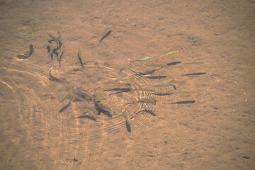 school of small fish in the clear water.
