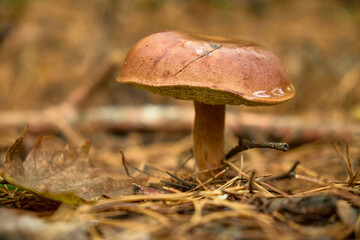 The brown boletus has just come out of the ground after the rain. Drops of water rolled down the mushroom cap.