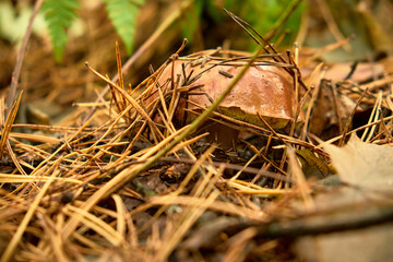 A brown boletus has just come out of the ground unfolding pine needles. Warm tones.