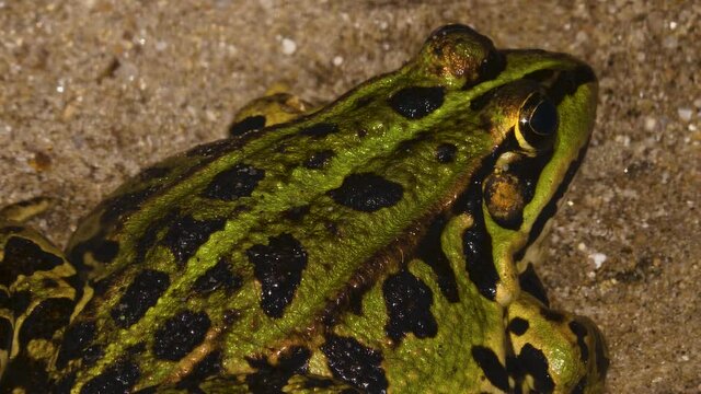 Close up of Frog toad green sitting beside pond and breathing