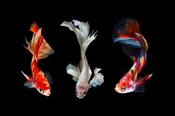 Set of Bettafish on black background.Capture the moving moment of siamese fighting fish isolated on black background