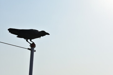 a crow just ready to fly in the blue sky