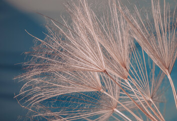 Mniszek lekarski - dmuchawce, niebieskie tło © mycatherina