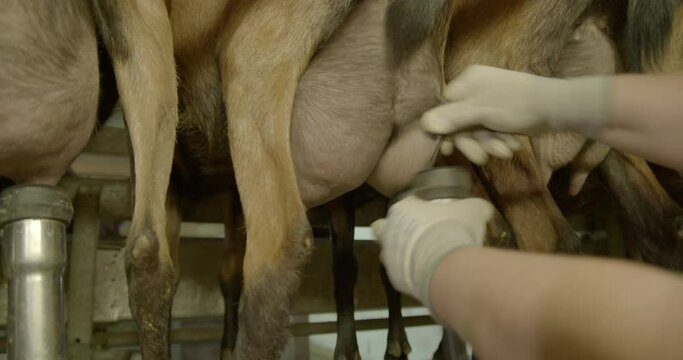 Milking goats, Bavaria, Germany