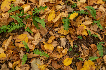 autumn leaves