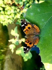 Obraz premium butterfly on a flower