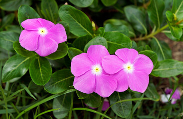 Madagascar periwinkle or rose periwinkle (Catharanthus roseus), Rio, Brazil 