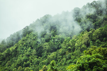 Fog is passing through the mountains of northern Thailand in the rainy season.