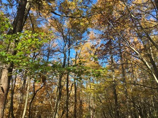Fototapeta premium trees in autumn