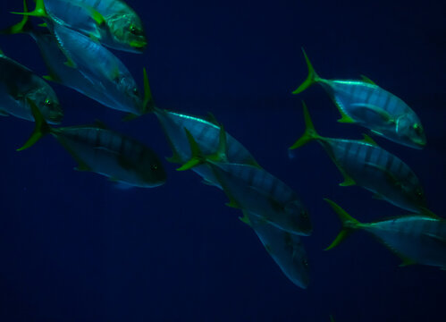 Group Of Large Mackerel Swimming Deep In The Ocean Hunting For Smaller Fish. 