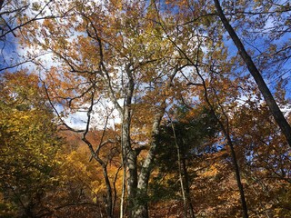 autumn in the forest