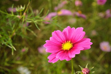 コスモス (接写)