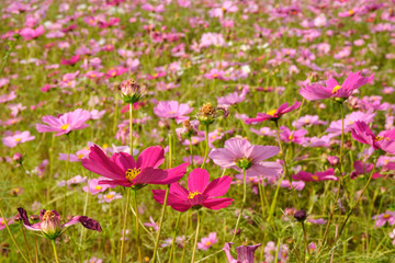 コスモス畑