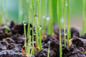 Close up,Dew drops on top of young rice plants that are germinating and growing.
