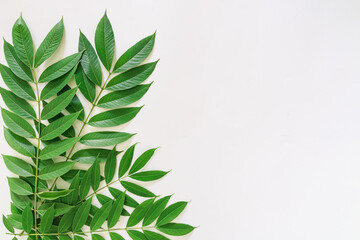 Green leaves   on a white background With copy space