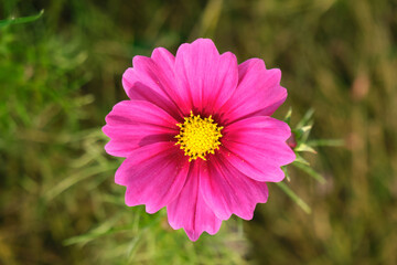 Fototapeta premium コスモス (上からの接写)