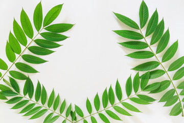 Green leaves  isolated on a white background With copy space
