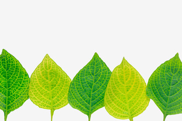 Green  leaves  isolated on a white background With copy space