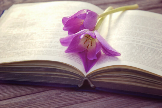 open old book with two purple flowers