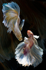 Set of Bettafish on black background.Capture the moving moment of siamese fighting fish isolated on black background