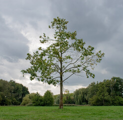 Fototapeta na wymiar tree in the park before storm in autumn
