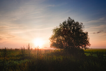Obraz premium Sunrise and the tree