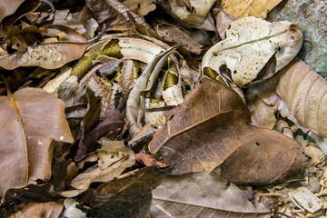 The Gaboon viper (Bitis gabonica) is a viper species found in the rainforests and savannas of sub-Saharan Africa.
Like all vipers, it is venomous. It is the largest member of the genus Bitis.