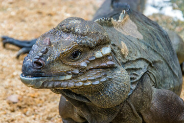 The rhinoceros iguana (Cyclura cornuta) is a threatened species of lizard in the family Iguanidae that is primarily found on the Caribbean island of Hispaniola. The closeup head image.