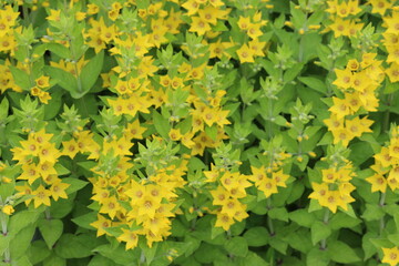
Bright yellow flowers blooming on a summer meadow