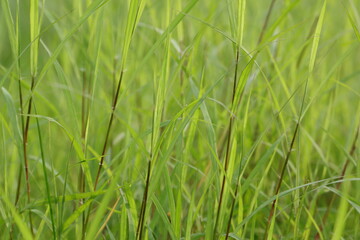 Beautiful green grass in the garden