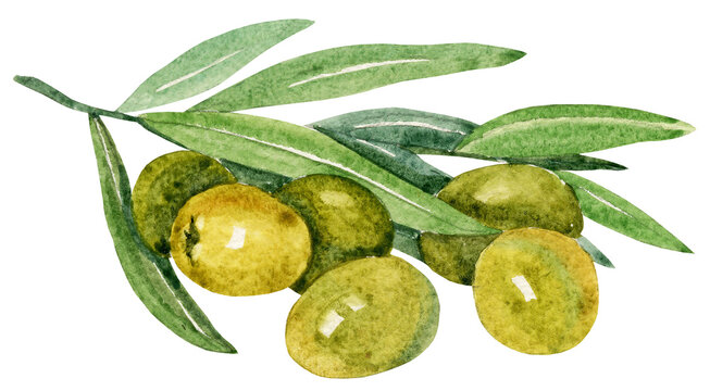 branch of green olives, leaf, berries, watercolor hand draw illustration